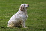 Photo Clumber Spaniel