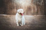 Photo Clumber Spaniel