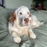 Un Clumber Spaniel allongé sur un lit et semblant détendu 