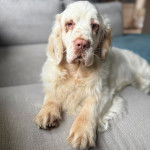 Un Clumber Spaniel allongé sur un canapé et semblant détendu 