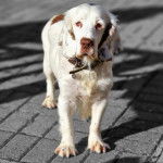 Un Clumber Spaniel sur un sol pavé et portant un collier autour du collier 