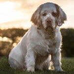 Un Clumber Spaniel assis sur une surface gazonnée et regardant vers la caméra 