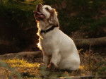 Un Clumber Spaniel assis sur un terrain herbeux et portant un collier autour du cou