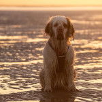 Un Clumber Spaniel assis dans l'eau et portant un harnais 