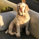 Un Clumber Spaniel regardant vers la caméra et portant un collier autour du cou