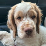 Un Clumber Spaniel portant un collier autour du cou et semblant détendu 
