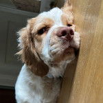 Un Clumber Spaniel allongé sur un plancher