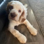 Un Clumber Spaniel allongé sur un plancher et semblant détendu 