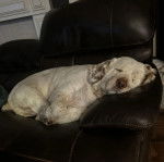 Un Clumber Spaniel allongé sur un fauteuil et semblant dormir