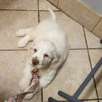 Un Clumber Spaniel allongé sur un sol carrelé et qui est tenu en laisse 