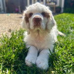Un Clumber Spaniel allongé sur une surface gazonnée 