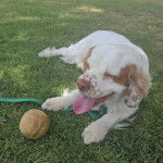 Un Clumber Spaniel tirant la langue et qui est tenu en laisse