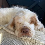 Un Clumber Spaniel allongé et semblant dormir
