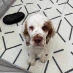 Un Clumber Spaniel assis sur un tapis et regardant vers la caméra 