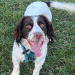 Un Clumber Spaniel sur une surface herbacée et portant un harnais 