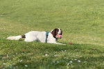 Un Clumber Spaniel sur un terrain herbeux et portant un harnais 