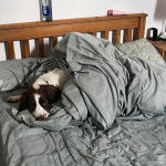 Un Clumber Spaniel allongé sur un lit et regardant vers la caméra 
