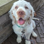 Un Clumber Spaniel assis sur un sol pavé et qui est tenu en laisse 