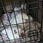 Un Clumber Spaniel allongé sur le dos dans une cage 