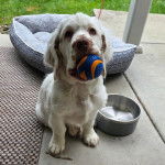 Un Clumber Spaniel assis sur une surface bétonnée et ayant une balle dans sa gueule 