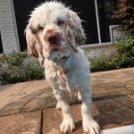 Un Clumber Spaniel regardant vers la caméra et portant un collier autour du cou