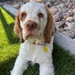 Un Clumber Spaniel allongé sur une surface gazonnée et qui est tenu en laisse 