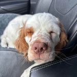 Un Clumber Spaniel allongé sur le siège d'une voiture et semlant détendu