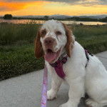 Un Clumber Spaniel tirant la langue et qui est tenu en laisse