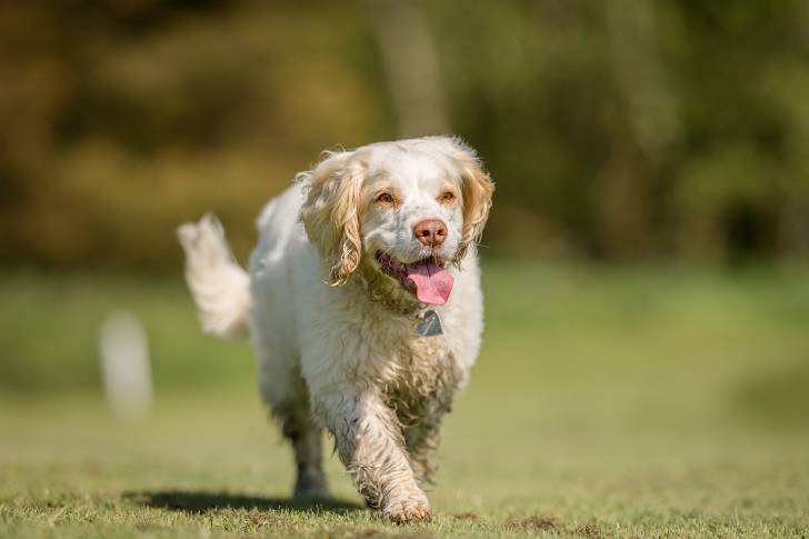 Un Clumber Spaniel tirant la langue et portant un collier autour du cou