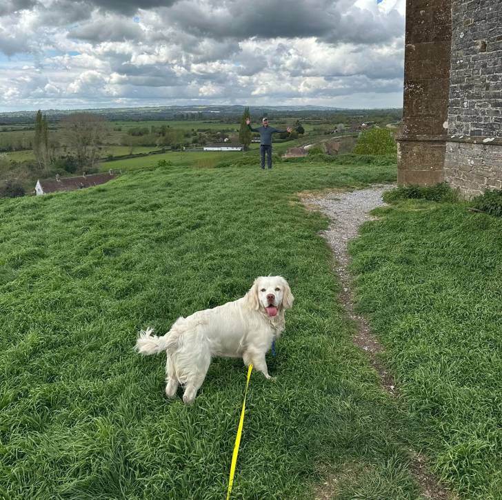 Un Clumber Spaniel sur une surface gazonnée et qui est tenu en laisse