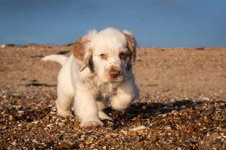 Un chiot Clumber Spaniel marchant sur des gravillons et regardant vers la caméra 