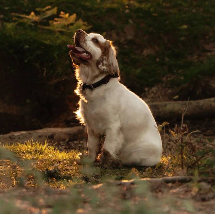 Un Clumber Spaniel assis sur un terrain herbeux et portant un collier autour du cou