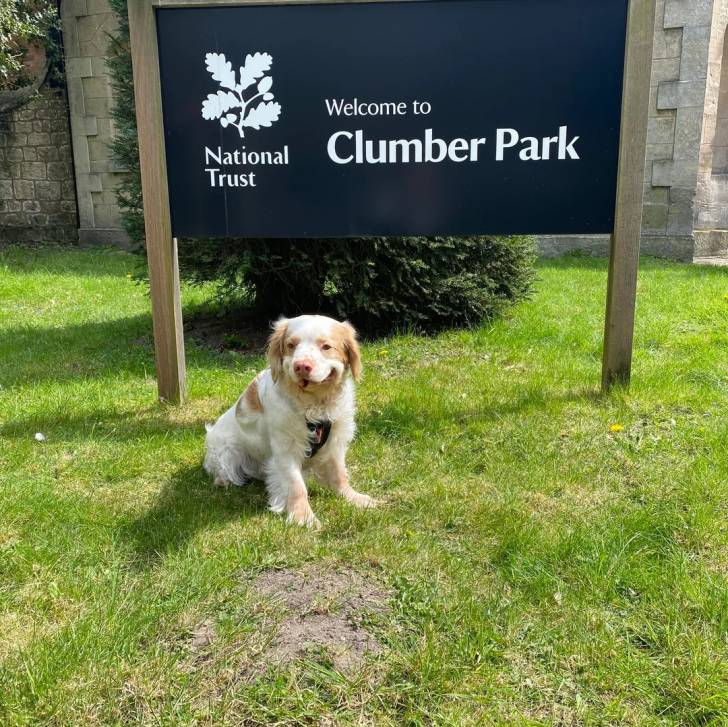 Un Clumber Spaniel assis sur un terrain gazonné et portant un harnais