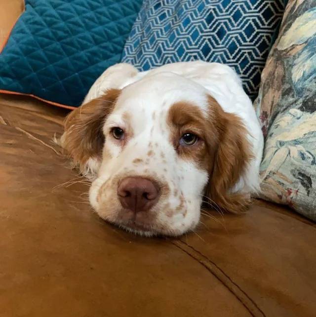 Un Clumber Spaniel allongé sur un canapé et regardant vers la caméra 