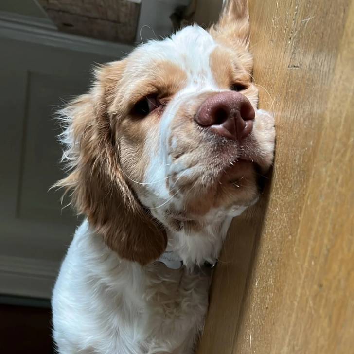 Un Clumber Spaniel allongé sur un plancher