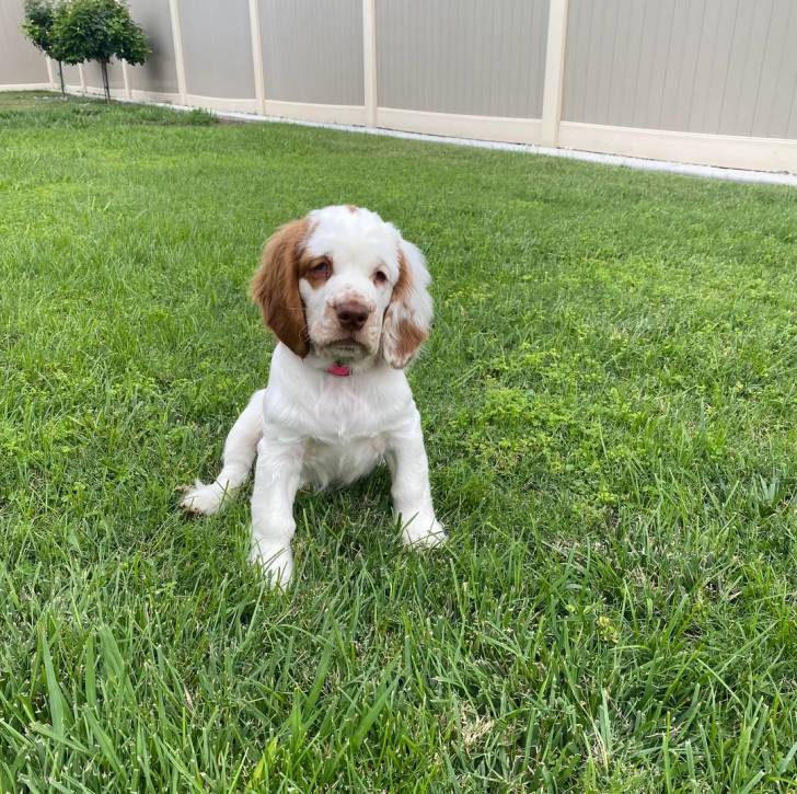 Un Clumber Spaniel assis sur une surface gazonnée 