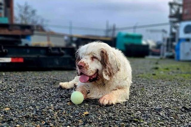 Un Clumber Spaniel allongé sur des gravillons et tirant la langue 