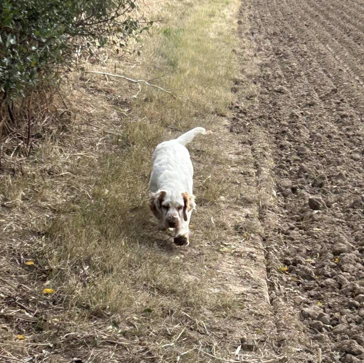 Un Clumber Spaniel marchant sur une surface herbacée 