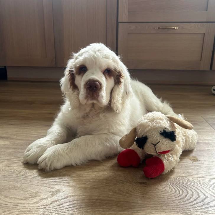 Un Clumber Spaniel allongé sur un plancher et semblant détendu 