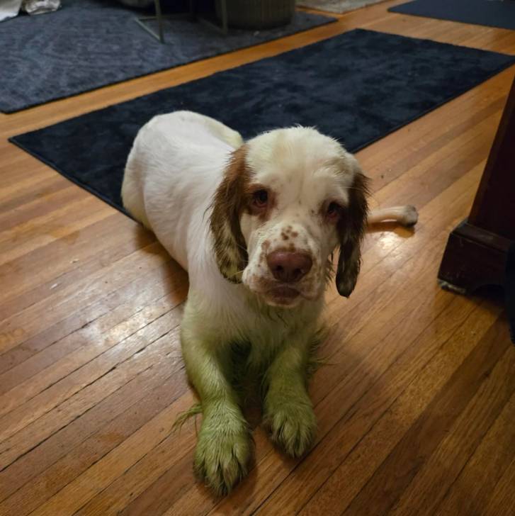 Un Clumber Spaniel allongé sur un plancher et regardant vers la caméra 