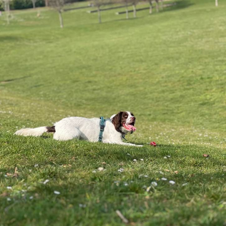 Un Clumber Spaniel sur un terrain herbeux et portant un harnais 