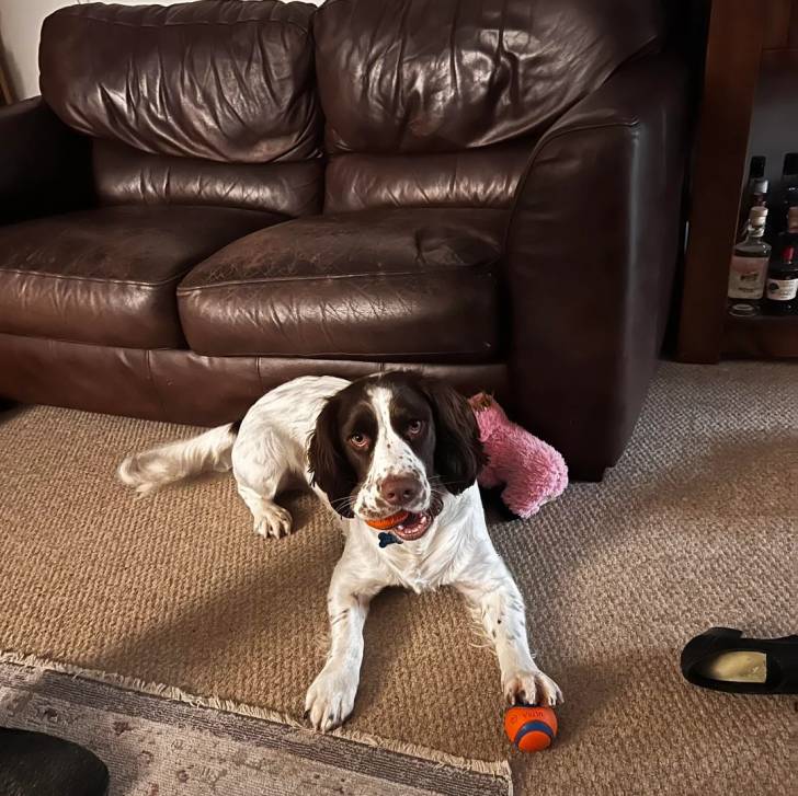 Un Clumber Spaniel allongé sur un tapis et portant un collier autour du cou