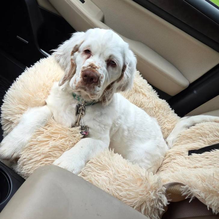 Un Clumber Spaniel allongé dans un panier et portant un collier autour du cou