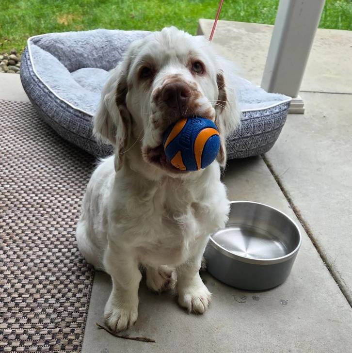 Un Clumber Spaniel assis sur une surface bétonnée et ayant une balle dans sa gueule 