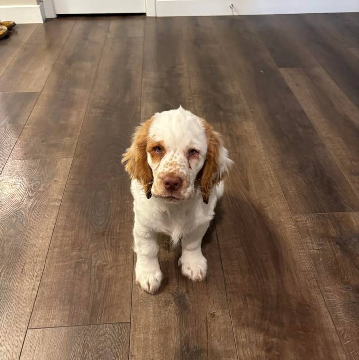 Un Clumber Spaniel assis sur un plancher 