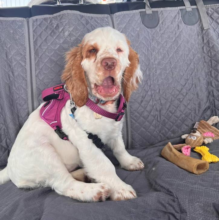 Un Clumber Spaniel ayant la gueule ouverte et portant un harnais
