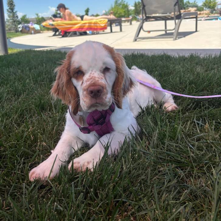 Un Clumber Spaniel allongé sur une surface gazonnée et qui est tenu en laisse 