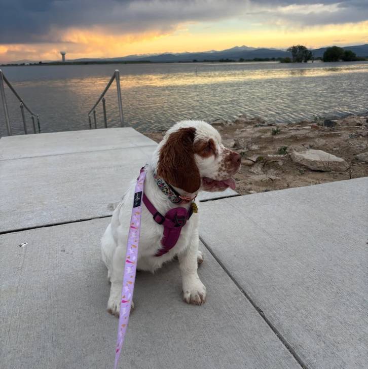 Un Clumber Spaniel assis sur une surface bétonnée et qui est tenu en laisse 