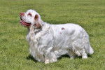 Photo Clumber Spaniel