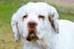 Photo Clumber Spaniel